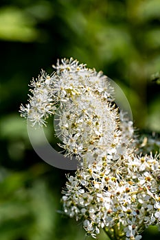 Filipendula vulgaris flower in field, macro