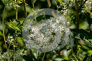 Filipendula vulgaris flower in field, macro