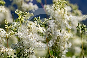 Filipendula vulgaris flower growing in field, close up