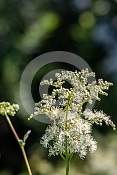 Filipendula vulgaris flower growing in field, close up shoot