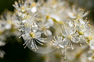 Filipendula vulgaris flower growing in field, close up shoot