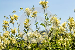 Filipendula vulgaris flower growing in field, macro