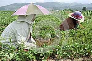 Filipino women working in strawberry field