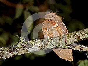 Filippijnse Kikkerbek, Philippine Frogmouth, Batrachostomus septimus