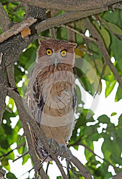 Filippijnse Oehoe,  Philippine Eagle-Owl, Bubo philippensis