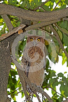 Filippijnse Oehoe,  Philippine Eagle-Owl, Bubo philippensis