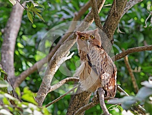 Filippijnse Oehoe,  Philippine Eagle-Owl, Bubo philippensis