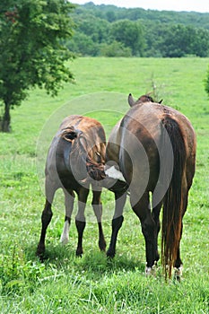 Fill `er up, mare and nursing foal in sunny greenpasture