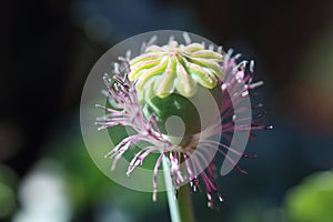 FILLAMENTS ON REMNANT OF A POPPY FLOWER