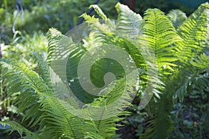 Filled frame background wallpaper shot of vibrant green fern plant Polypodiopsida or Polypodiophyta stems and leaves