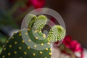 Filled full frame picture. Cactus surface with different colors. Cactus Texture natural background. Flat leaves of green and