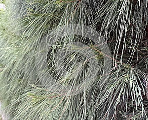 Filled with green fine leaf arrangement (Casuarina)