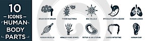 filled human body parts icon set. contain flat brain body organ, three bacteria, big cellule, stomach with liquids, human lungs,