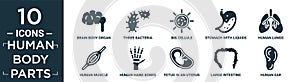 filled human body parts icon set. contain flat brain body organ, three bacteria, big cellule, stomach with liquids, human lungs, photo