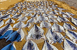 Filleted fish stretched out to dry on the beach in Negombo, Sri Lanka