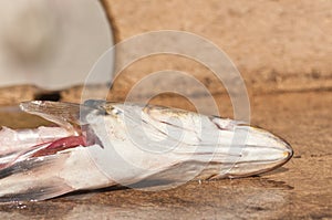 Filleted a sea trout