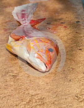 Filleted, small red snapper fish