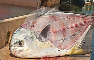 Filleted twelve pound permit fish