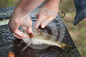 Filleting a fish