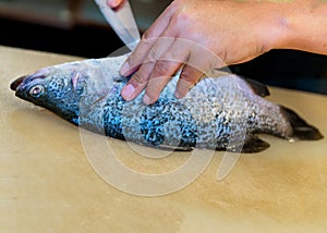 Filleting fish