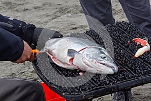 Filleting fresh salmon