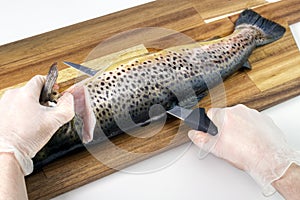 Filleting trout photo