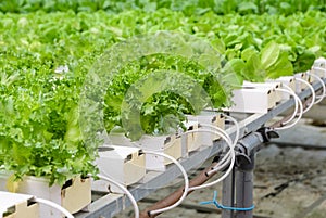 Fillie Iceburg leaf lettuce vegetables plantation