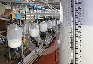 Filling bottles with milk on dairy farm