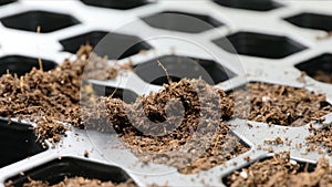 Filling Seed Tray with Soil