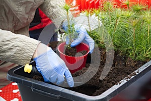 Filling with soil pot-grown pine tree seedlings