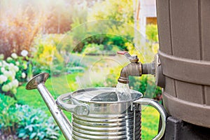 Filling watering can with water from rain barrel.