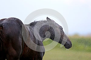 Filly bating in shower on a hot smmer day in the corral