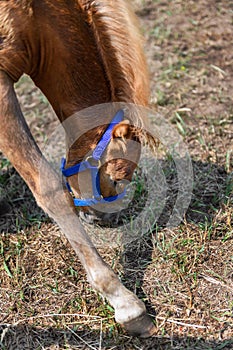 Filly Leans Down to Graze