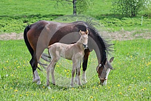 Filly and mother