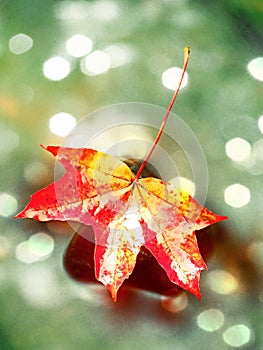 Film effect.Autumn colors. Fallen maple leaf on slippery basalt stone in smoky water. Cold water of mountain stream cascade