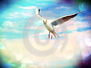 Film effect.Sea gull in blue sky. Wild seagull bird flies and looking into camera. Blue sky over the sea.