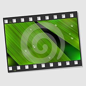 Film frame with macro leaf