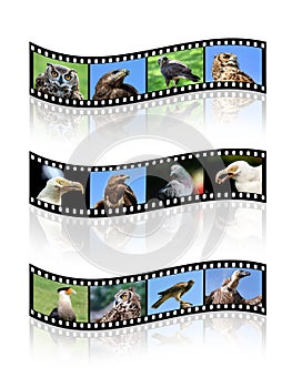 Film strips