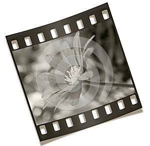 Filmstrip Flower Negative