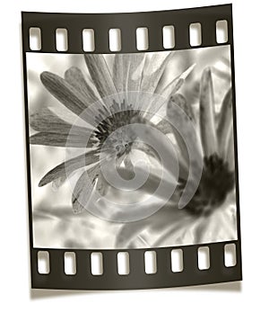 Filmstrip Negative - Flower Macro