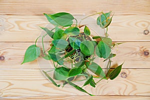 Filodendron scandals in a black pot on a wooden background. houseplant.