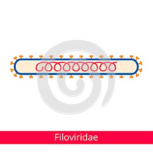 Filoviridae. Classification of viruses.