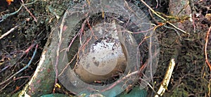 Filter of a gas mask of the second world war that is an object of militaria found among the roots under the ground photo