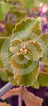 Filter photo of a semi arid plant photo