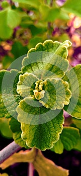 Filter photo of a semi arid  plant photo