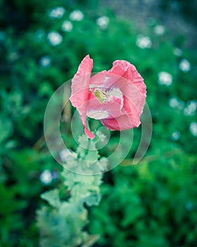 Filtered image beautiful pink and white poppy flower blooming in Texas, USA