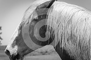 Filtered image of Belgian horse head at American farm ranch close-up