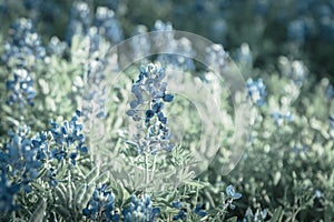 Filtered image blooming Bluebonnet wildflower at springtime near Dallas, Texas