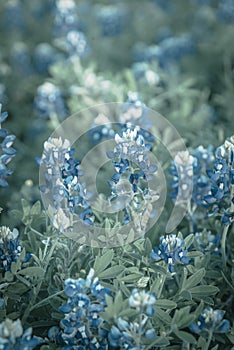 Filtered image blooming Bluebonnet wildflower at springtime near Dallas, Texas