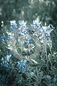 Filtered image blooming Bluebonnet wildflower at springtime near Dallas, Texas